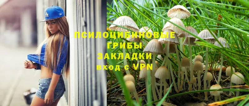 Галлюциногенные грибы Psilocybine cubensis Зима